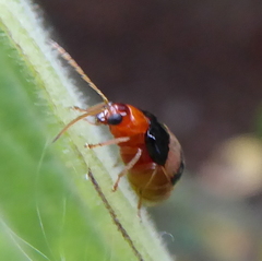 Monolepta melanogaster