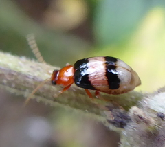 Monolepta melanogaster