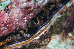 Spondylus varius