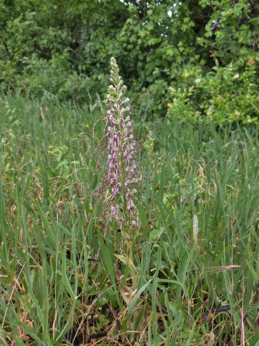 Adriatic Lizard Orchid