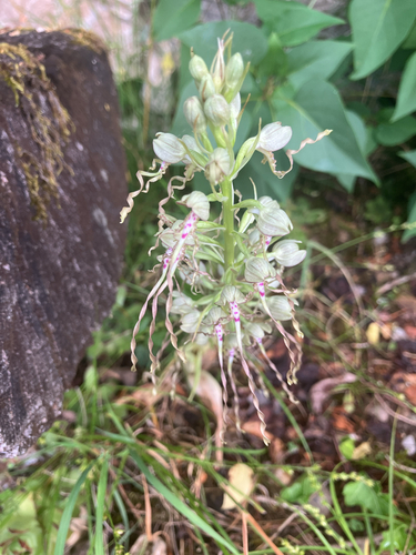 Lizard Orchid