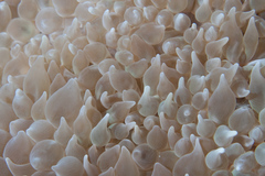 Physogyra lichtensteini