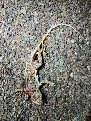 Long-nosed Leopard Lizard