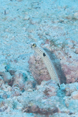 Heteroconger hassi
