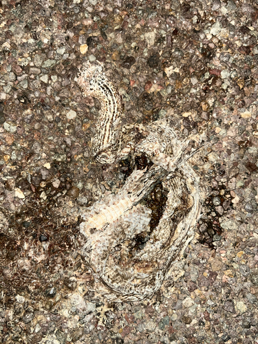 Common Coachwhip