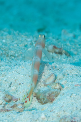 Amblyeleotris aurora