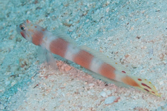 Amblyeleotris aurora