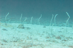 Gorgasia maculata