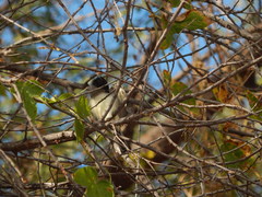 Xenopsaris albinucha