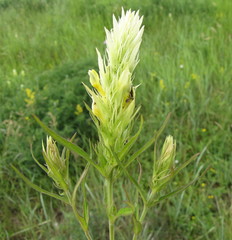 Melampyrum argyrocomum