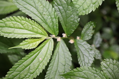 Elatostema parvum