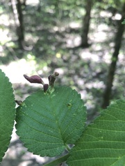 Tetraneura