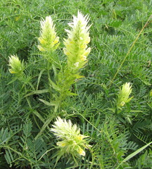 Melampyrum argyrocomum