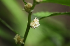 Elatostema parvum