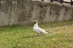 Chroicocephalus ridibundus