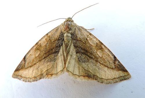Plagiomimicus ochoa