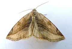Plagiomimicus ochoa