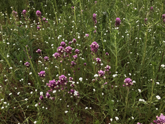 Castilleja densiflora gracilis