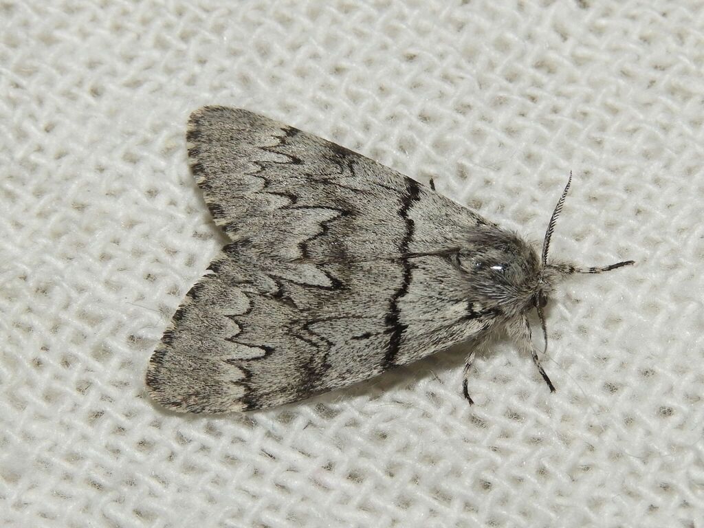 Ocneria samarita