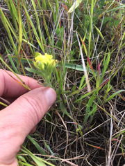 Castilleja affinis neglecta