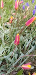 Tulipa clusiana