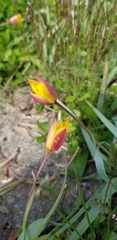 Tulipa clusiana