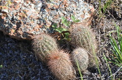 Echinocereus reichenbachii baileyi