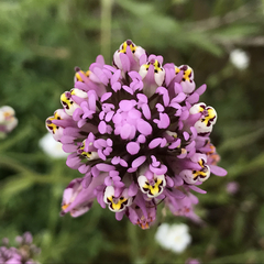 Castilleja densiflora gracilis