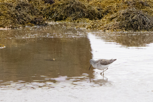 iNaturalist image