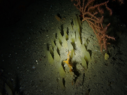 Ciocalypta observed 2026-05-11