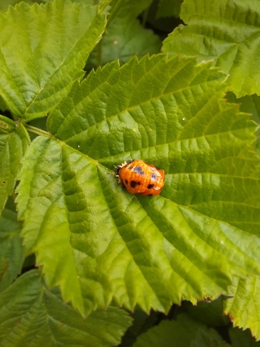 Asian Lady Beetle