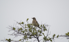 Turdus grayi