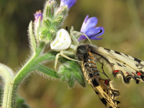 Heather crab spider