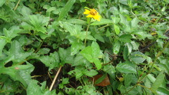 Sphagneticola trilobata
