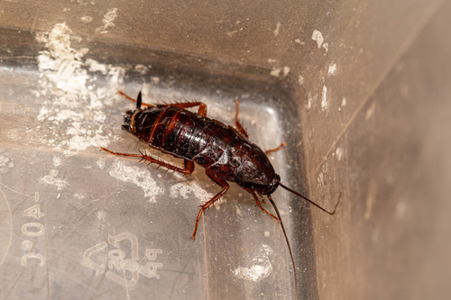 Oriental Cockroach