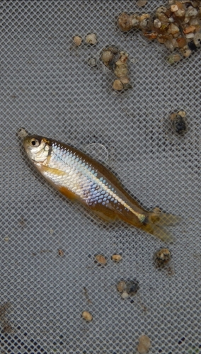 Chilean tetra (Cheirodon pisciculus) — Characidae — 2