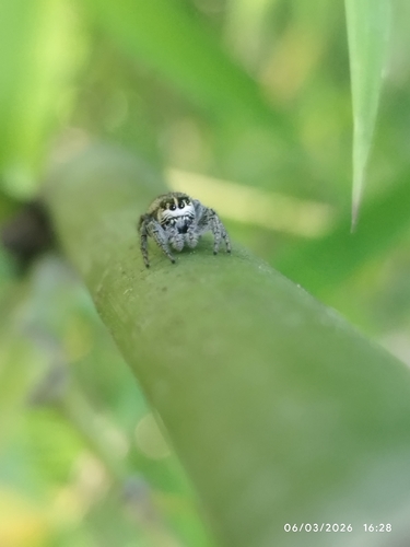 Mile End Jumping Spider