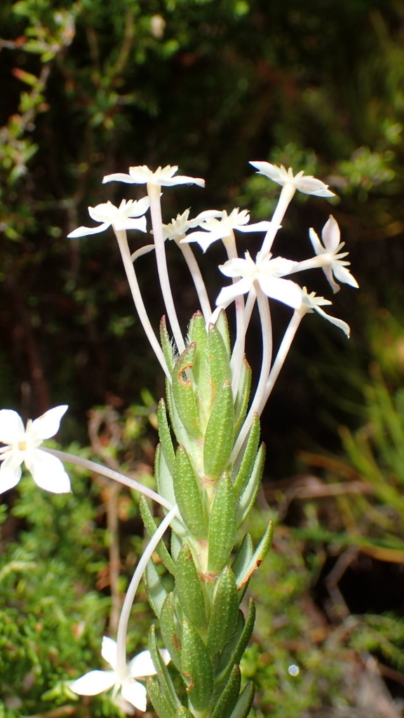Silky Capespray