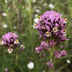 Castilleja densiflora gracilis