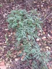 Phacelia cicutaria hispida