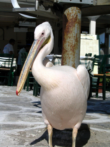 iNaturalist image