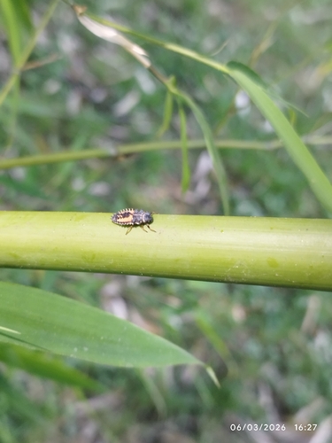Asian Lady Beetle
