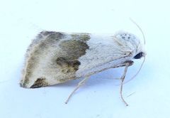 Plagiomimicus dimidiata