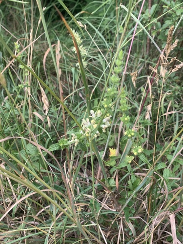 Perennial Yellow-woundwort