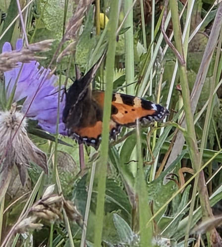 Small Tortoiseshell