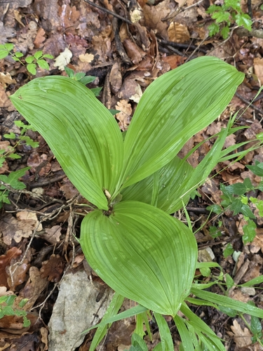 Black False-hellebore