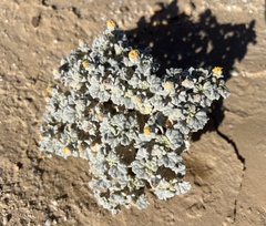 Psathyrotes ramosissima