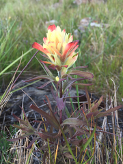 Castilleja affinis neglecta