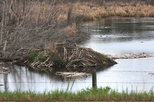 American Beaver