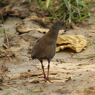 Paint-billed Crake illustration